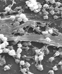 Alternative view of Biofilm+ (3% Active Probiotic and Enzyme Matrix) – 100g