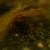 Caridina typus | Australian Amano Shrimp – Captive Bred - Lot of 25