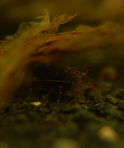 Caridina typus | Australian Amano Shrimp – Captive Bred - Lot of 25