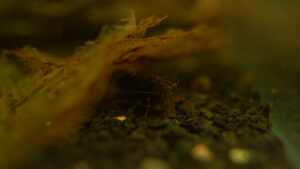 Caridina typus | Australian Amano Shrimp – Captive Bred - Lot of 25