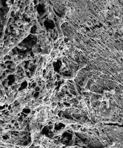 Alternative view of Biofilm✛  10⁸  CFU/g  Viable Probiotic & Enzyme Matrix