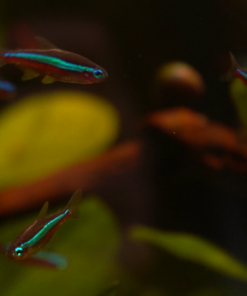 Alternative view of Paracheirodon axelrodi | Cardinal Tetra