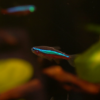 Paracheirodon axelrodi | Cardinal Tetra