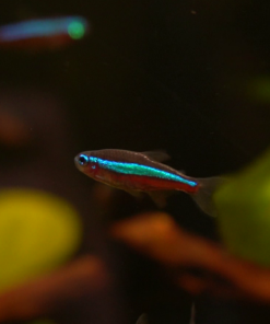 Paracheirodon axelrodi | Cardinal Tetra