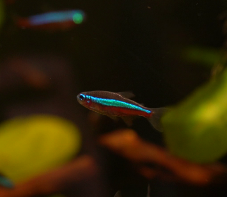 Paracheirodon axelrodi | Cardinal Tetra