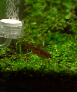 Alternative view of Danio margaritatus | Celestial Pearl Danio