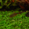 Danio margaritatus | Celestial Pearl Danio