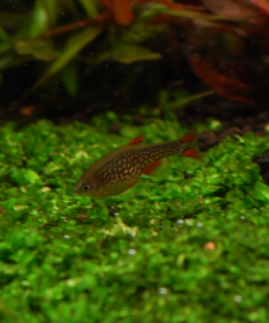 Danio margaritatus | Celestial Pearl Danio
