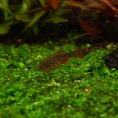 Danio margaritatus | Celestial Pearl Danio