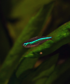 Paracheirodon simulans | Green Neon Tetra