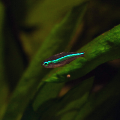 Paracheirodon simulans | Green Neon Tetra