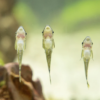 Otocinclus sp. | Dwarf Suckermouth Catfish