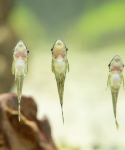Otocinclus sp. | Dwarf Suckermouth Catfish