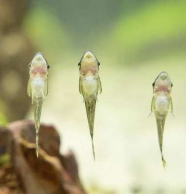 Otocinclus sp. | Dwarf Suckermouth Catfish