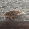 Corydoras sterbai | Sterbai Corydoras