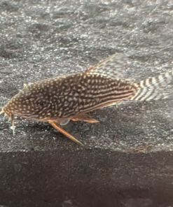 Corydoras sterbai | Sterbai Corydoras