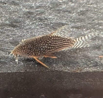 Corydoras sterbai | Sterbai Corydoras