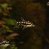 Ambastaia sidthimunki | Dwarf Chain Loach