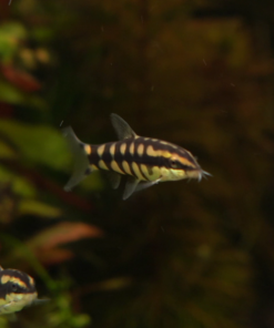 Ambastaia sidthimunki | Dwarf Chain Loach