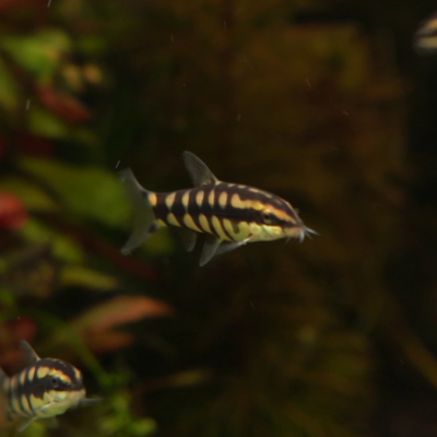 Ambastaia sidthimunki | Dwarf Chain Loach
