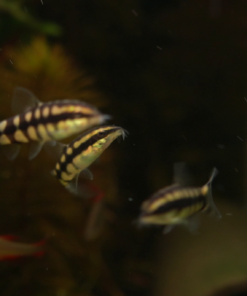 Alternative view of Ambastaia sidthimunki | Dwarf Chain Loach