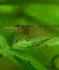 Invertebrates and Detritivores
