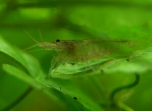 Invertebrates and Detritivores