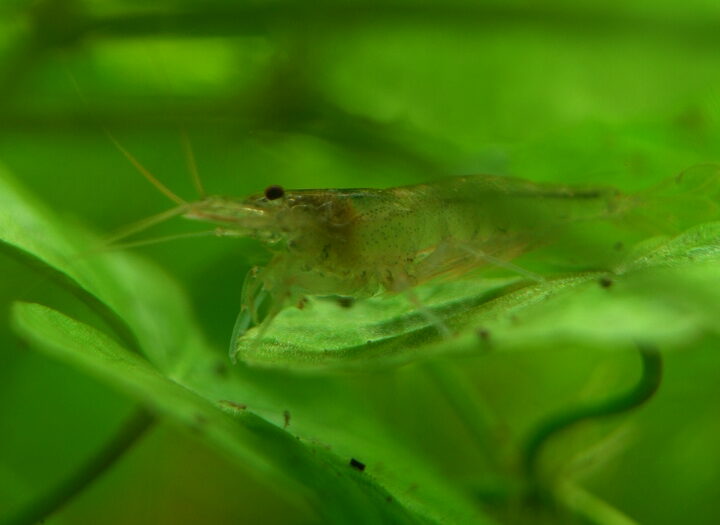 Caridina typus | Australian Amano Shrimp – Captive Bred - Lot of 25 - Image 2